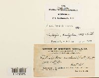 Lindbergia brachyptera image