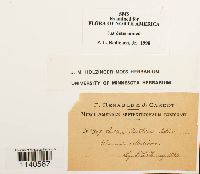 Lindbergia brachyptera image