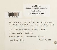 Lindbergia brachyptera image