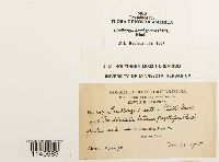 Lindbergia brachyptera image