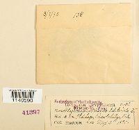 Isopterygiopsis pulchella image