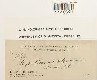 Herzogiella seligeri image