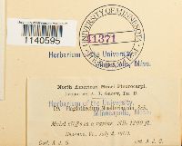 Isopterygium tenerum image