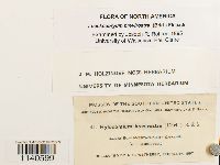 Loeskeobryum brevirostre image