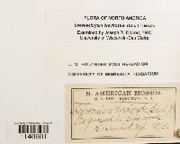 Loeskeobryum brevirostre image