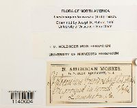 Loeskeobryum brevirostre image