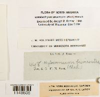 Loeskeobryum brevirostre image