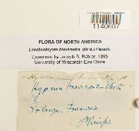 Loeskeobryum brevirostre image