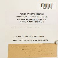 Loeskeobryum brevirostre image