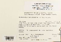 Loeskeobryum brevirostre image