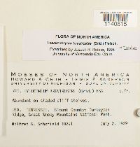 Loeskeobryum brevirostre image