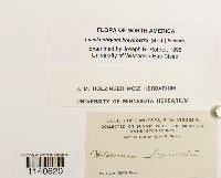 Loeskeobryum brevirostre image