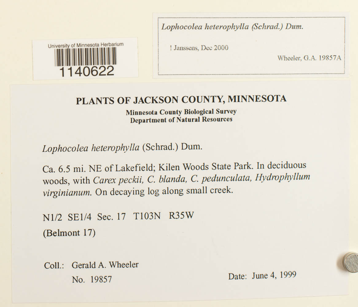 Lophocolea heterophylla image