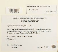 Lophocolea heterophylla image