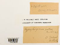 Lopidium concinnum image