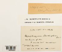 Media resource of Lopidium struthiopteris