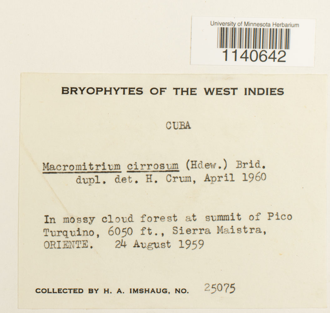 Macromitrium cirrosum image