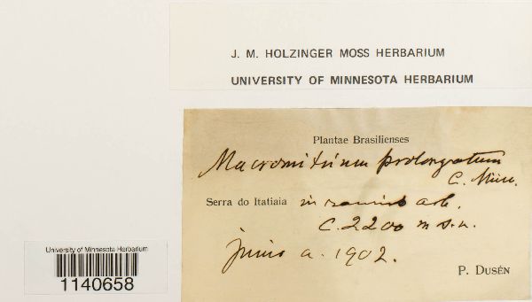 Macromitrium prolongatum image