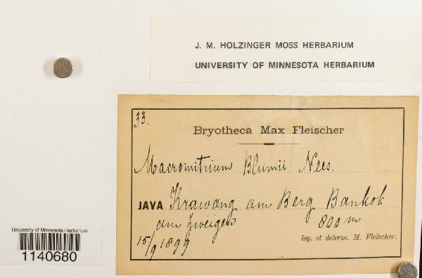 Macromitrium blumei image