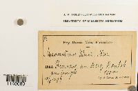 Media resource of Macromitrium blumei