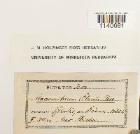 Macromitrium blumei image