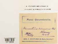 Macromitrium hemitrichodes image