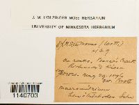 Macromitrium hemitrichodes image