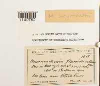 Macromitrium microstomum image