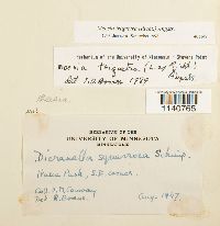 Meesia triquetra image