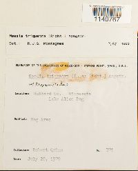 Meesia triquetra image