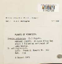 Meesia triquetra image