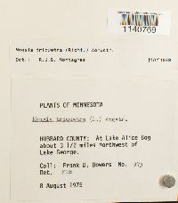 Meesia triquetra image