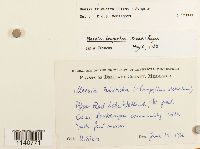 Meesia triquetra image