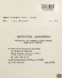 Meesia triquetra image