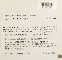 Meesia triquetra image