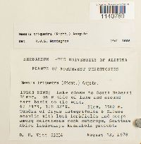 Meesia triquetra image