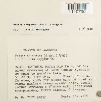 Meesia triquetra image