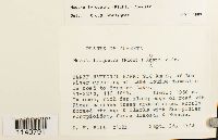 Meesia triquetra image