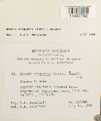 Meesia triquetra image