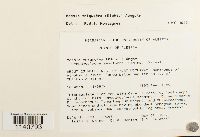 Meesia triquetra image