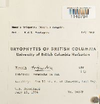 Meesia triquetra image