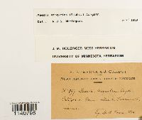 Meesia triquetra image