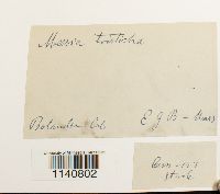 Meesia triquetra image