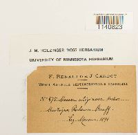 Thumbnail image of current specimen