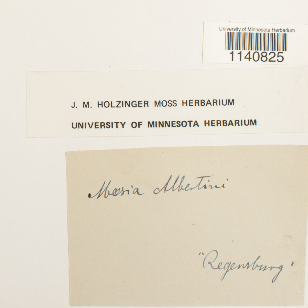 Meesia albertinii image