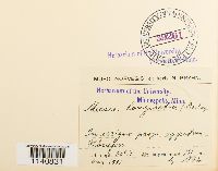 Meesia longiseta image