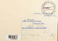 Meesia longiseta image