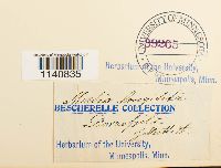 Meesia longiseta image