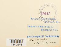 Meesia longiseta image