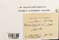 Meesia triquetra image